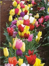 Mixed Tulips