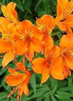 alstromeria-c.jpg