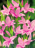 baby-gladiolus-c.jpg