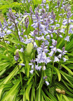blue-bluebells-scillas-c.jpg