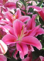 liliums-c.jpg