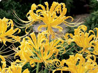lycoris-aurea-c.jpg
