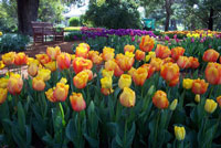 open-garden-c.jpg
