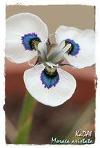 peacock-iris-c.jpg