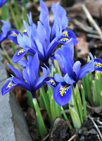reticulata-c.jpg