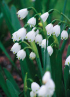 snow-drops-c.jpg