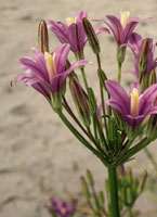 triteleia-hollywood-star-c.jpg