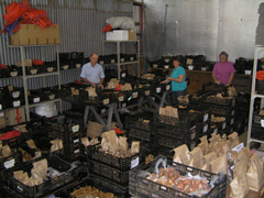 tulips-with-a-difference-packing-shed-004.jpg