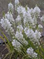 Chincherinchee