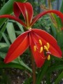 Jacobean Lily
