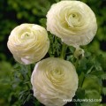 Ranunculi White