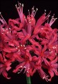 Sarniensis Nerine