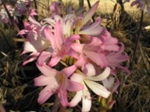 Pink Belladonna