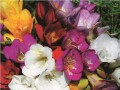 Single Freesias