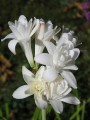 Tuberoses Double Pearl