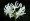 Alba Nerine