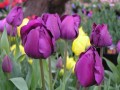 Bulk Tulips - Negrita