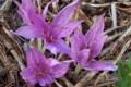 Colchiucum Aggripinum