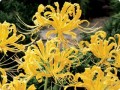 Lycoris Aurea