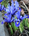 Reticulata Harmony (Dwarf Iris)